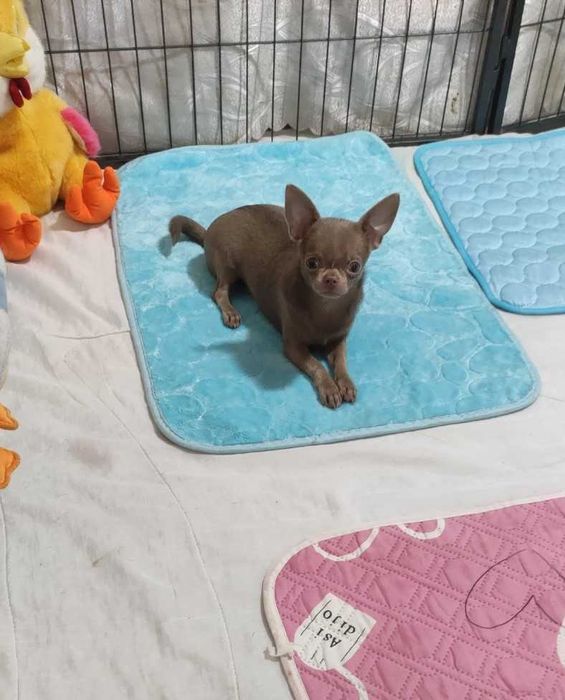 Лілова чихуахуа міні - від лілових батьків.