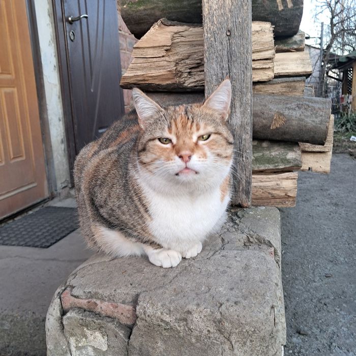 Триколірна кішечка