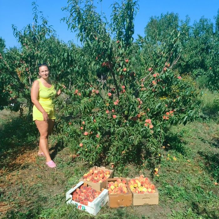 Саджанець персика 6річний плодоносить