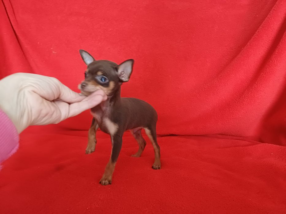 Тойчик шоколадный мальчик