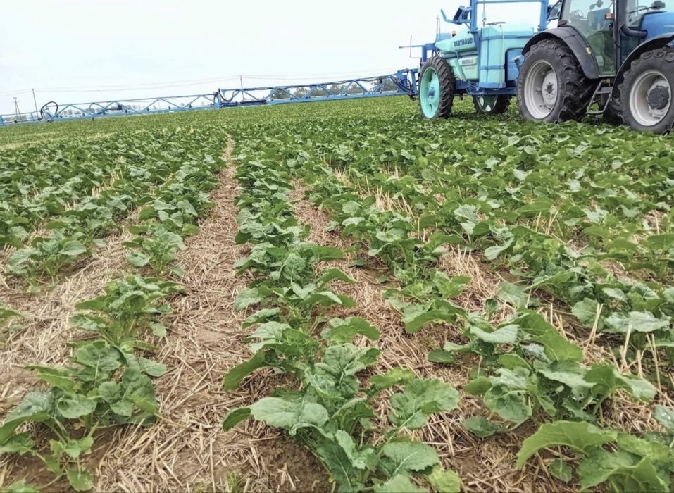 Siew pasowy strip-till Czajkowski Claas