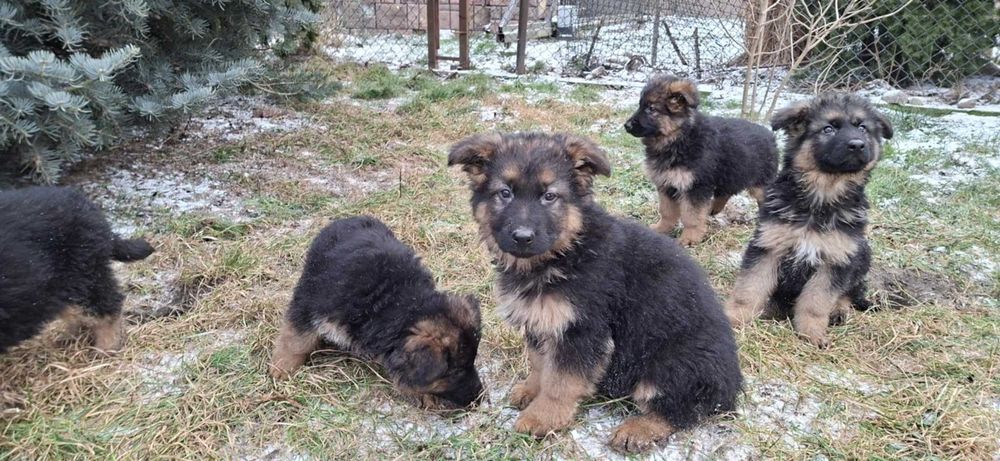 Oddam szczeniarki owczarki