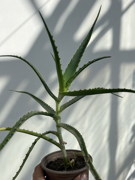 Алоє деревоподібне