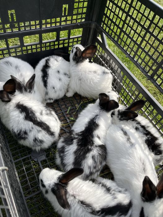 Króliki młode  i odchowane samce i samice