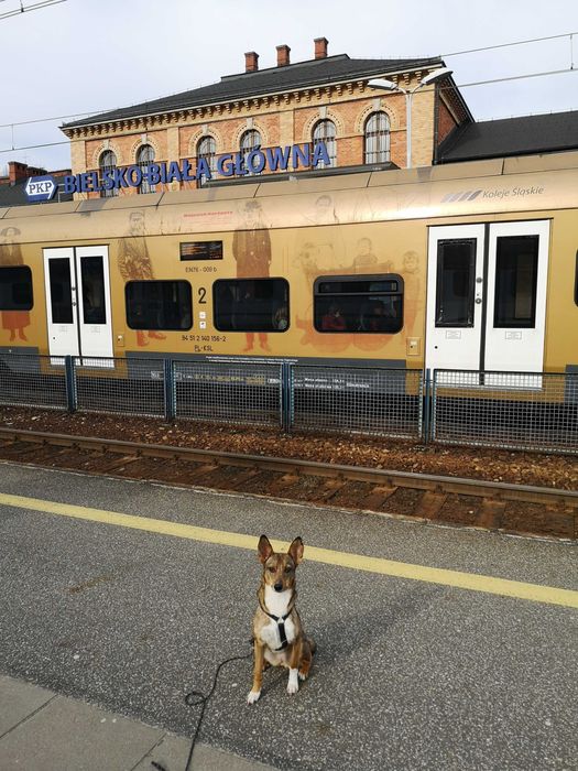 SARNA czeka na kochający, spokojny domek. Pokochaj, adoptuj!