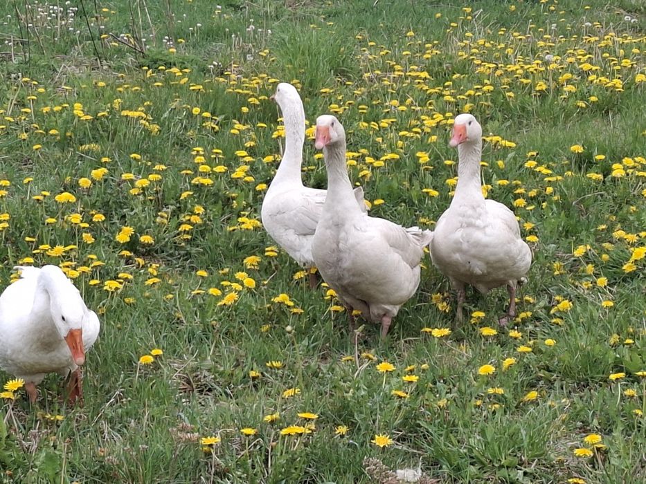3 gąski na sprzedam
