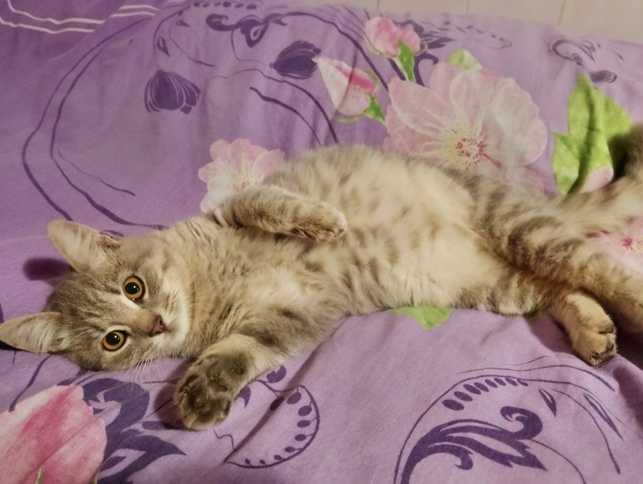 Віддам у добрі руки 3 киці