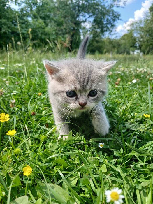 Шотландські кошенята