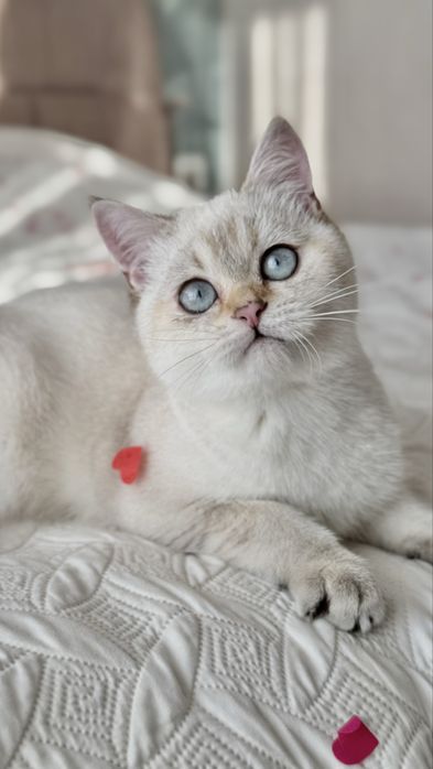 Неймовірний котик біле золото ny1133