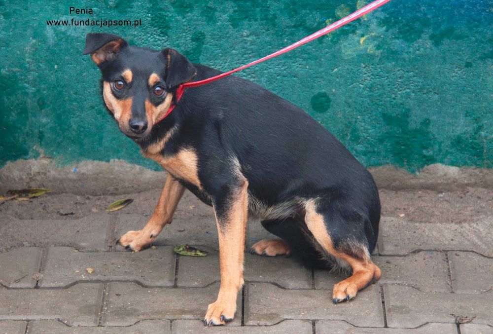 Penia bardzo spokojna sunia