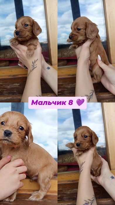 Англійський спаніель