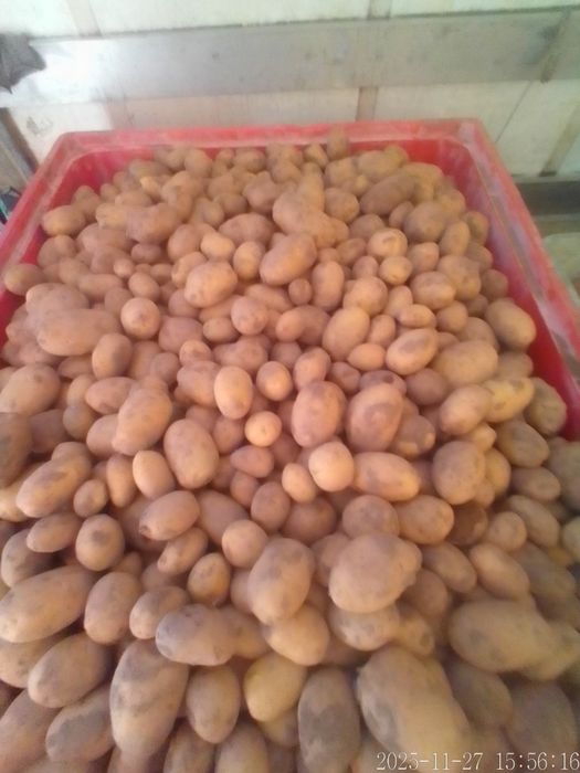 Batata Branca de qualidade em quantidades