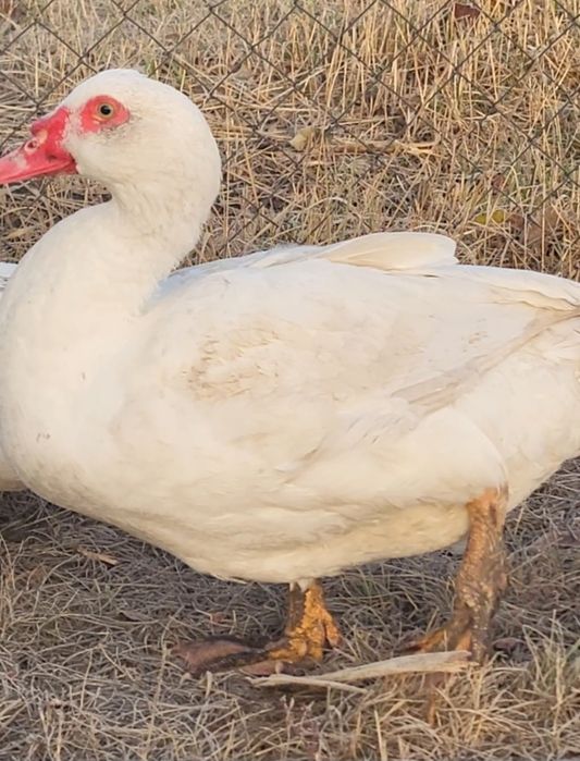 Инкубационное яйцо  мускусной утки, индоутки тяжелой линии Белые