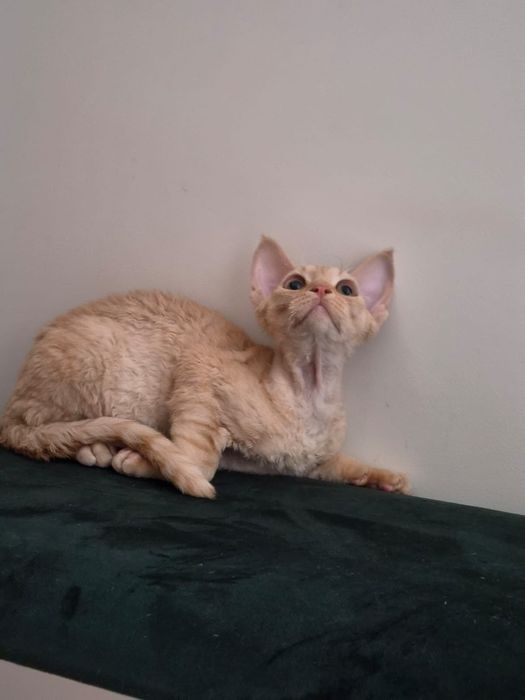 Kot devon rex, rudy kocurek FPL, FIFE