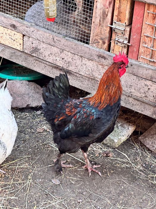 Sprzedam koguty Maransòw