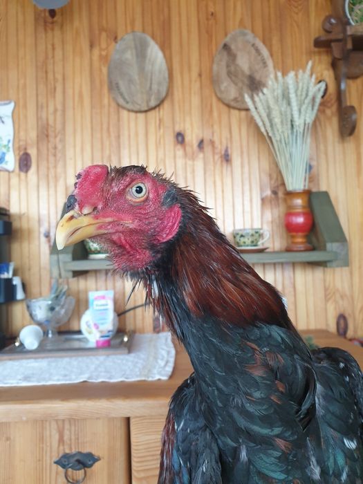 Петухи и куры бойцовых пород Бразильцы и Тайцы.Бійцеві півні.