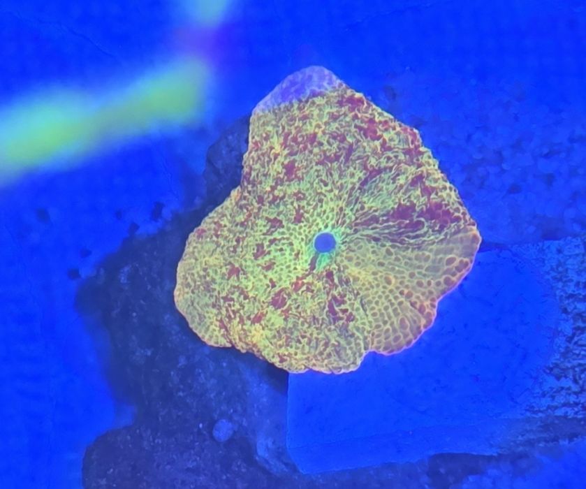 Discosoma jawbreaker