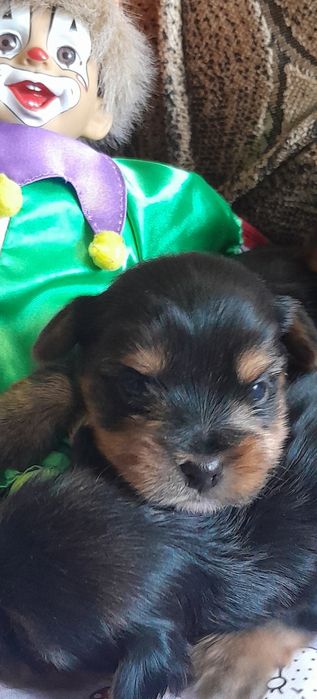 Продам  йоркширского терьера