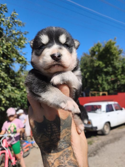 Продам !  Дівчинка ! Вибір