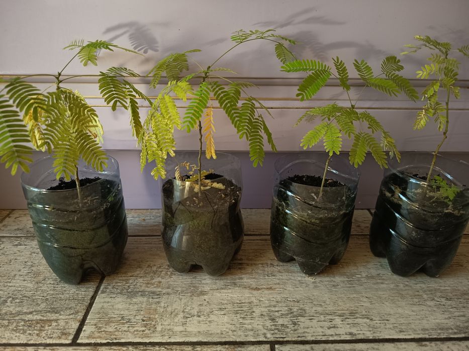 Ленкаранская акация