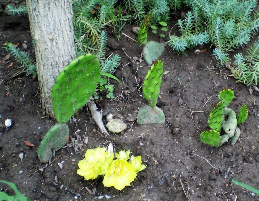 Опунция уличная - листики с корнями