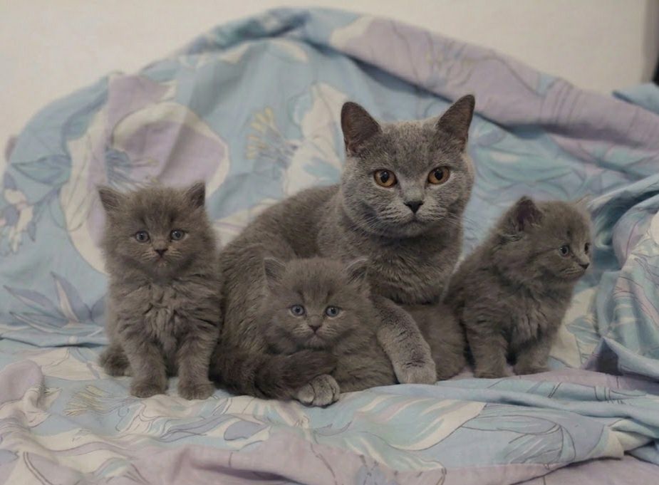 Шотландські кошенята  прямовухий котик