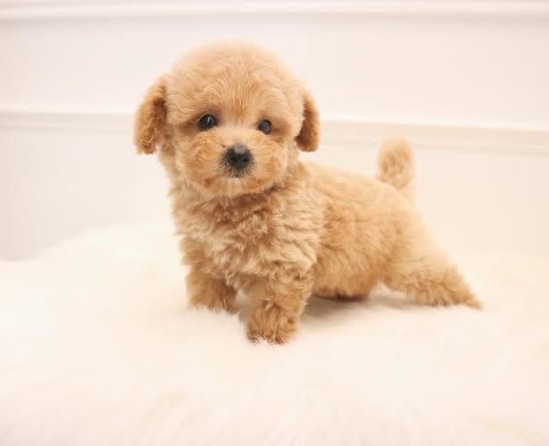 Caniche poodle toy apricot menino