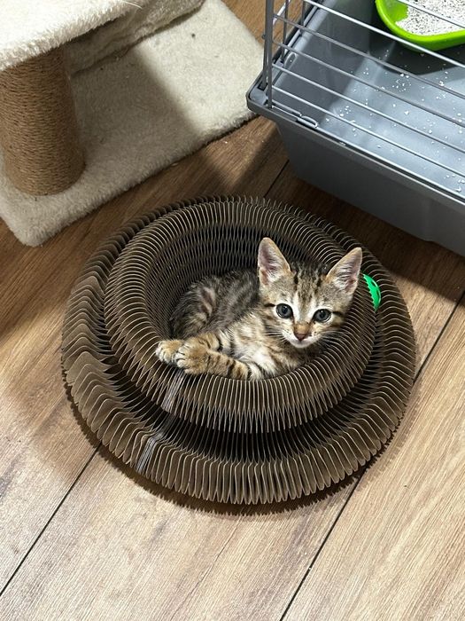 Gatinha para adoção