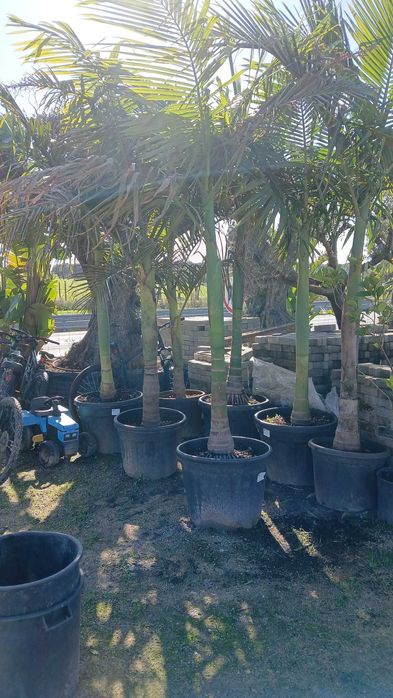 Jardim das Oliveiras