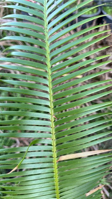 Cyca Dioon Edule Cica