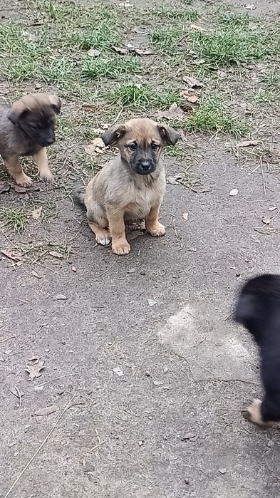 Oddam za darmo pieski