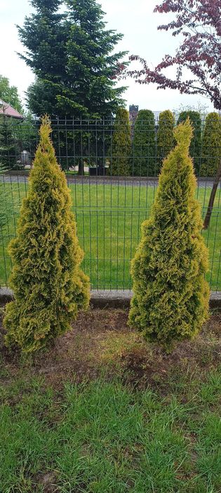 Thuja szmaragd  gold 160cm