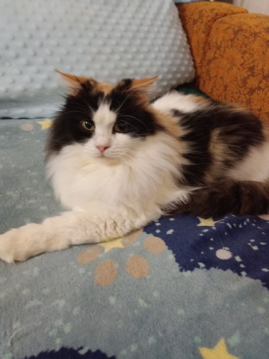Пушистая трёхцветная стерилизованная кошка ищет дом! Кошка в хорошие р
