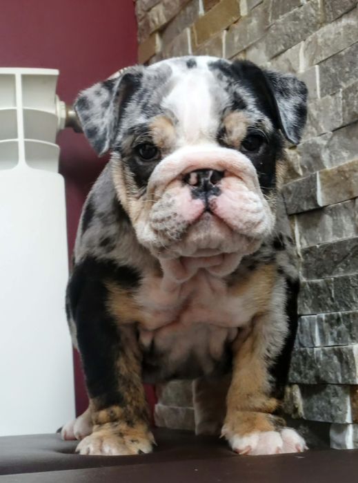Buldog angielski suczka Black tri
