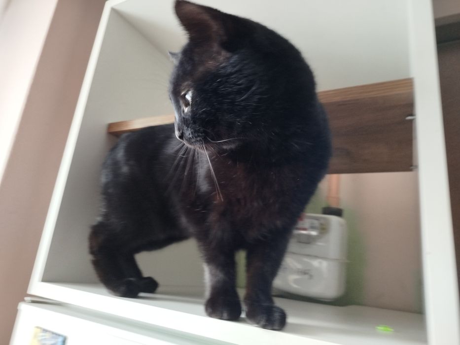 котик ,,валерик,,