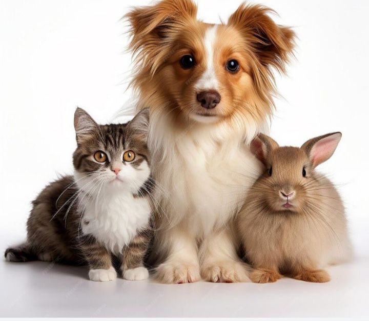 Передержка животных