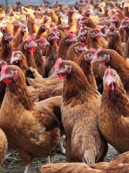 Kury nioski młode ROSA1 kurki z jajkami prosto z fermy od Hodowcy