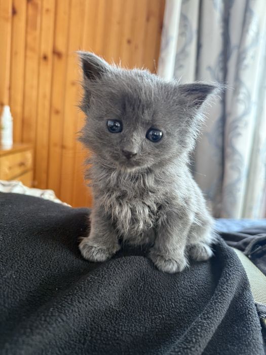 Віддам котика (дівчинка) в добрі руки