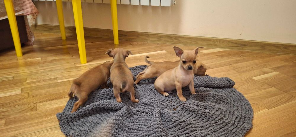 Продаж Чіхуа хуа цуценят