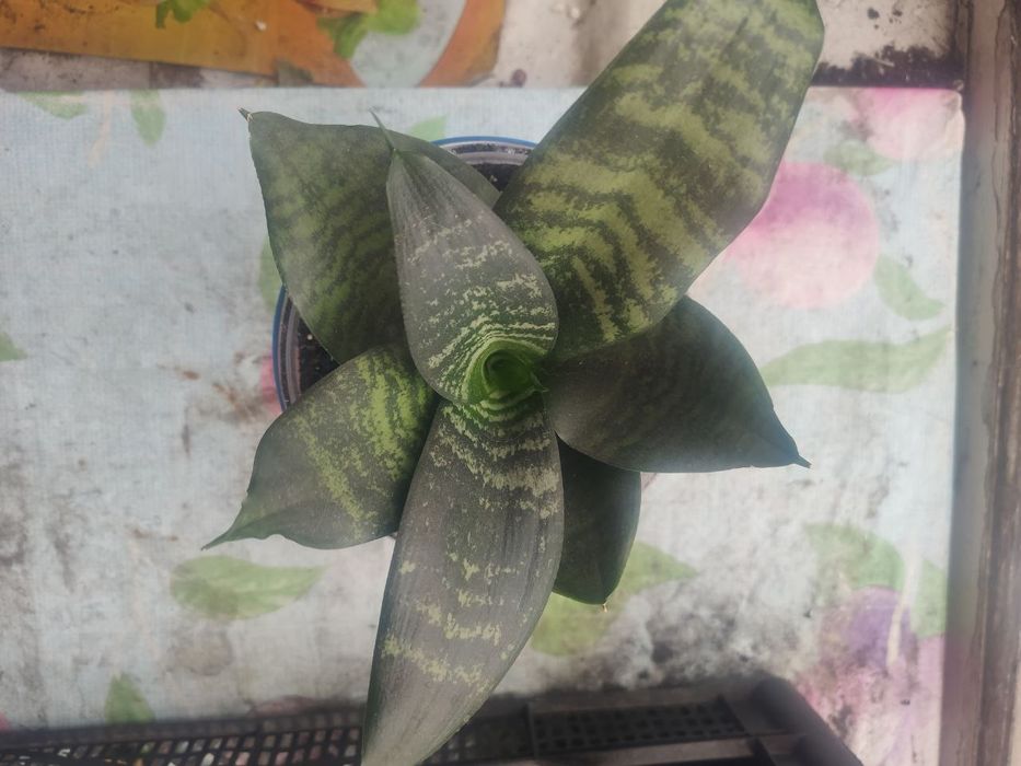 Сансіеверія Ханни молода рослина