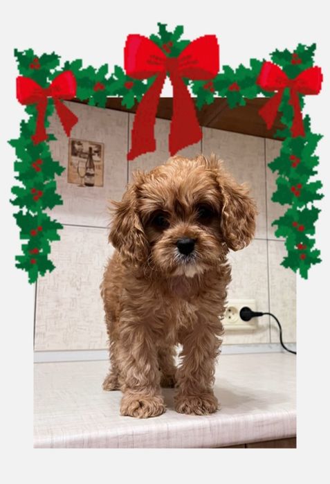 Мальтіпу ред Браун з приплюснутим носиком