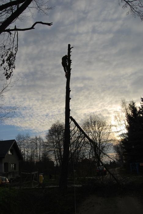 Wycinka i pielęgnacja drzew