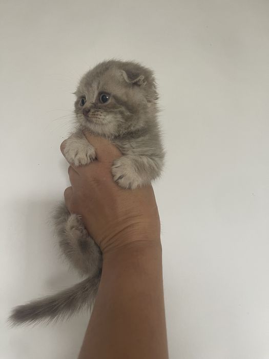 Котик кошеня породисте