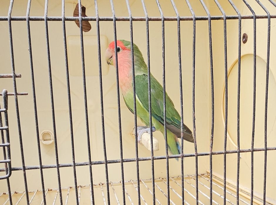Agapornis rosicollir