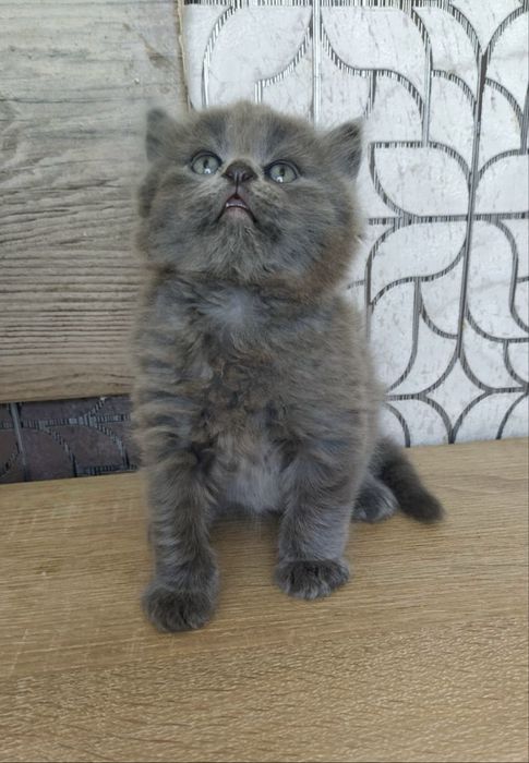 Продам красивого шотландского  котенка