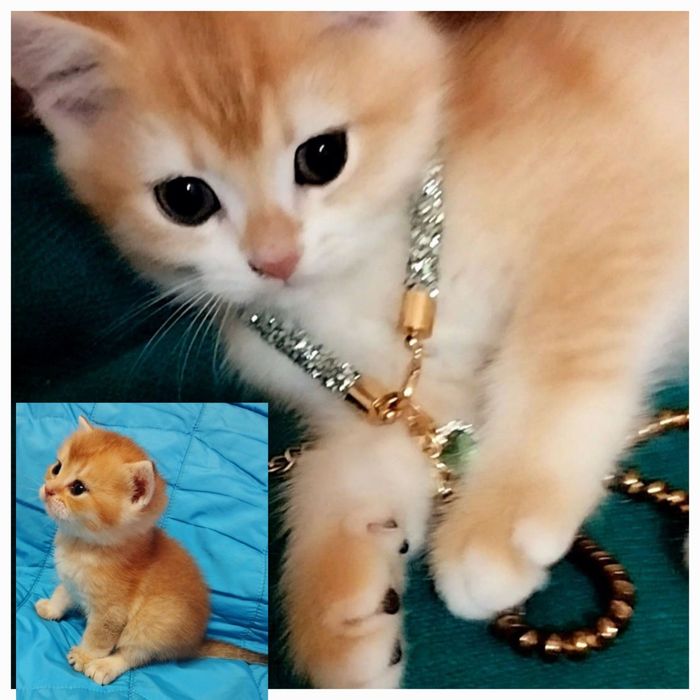 Золотая шиншила!Котенок !