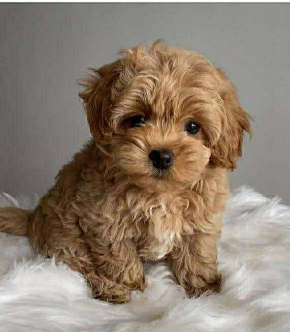 Мальтипу Вас чекають