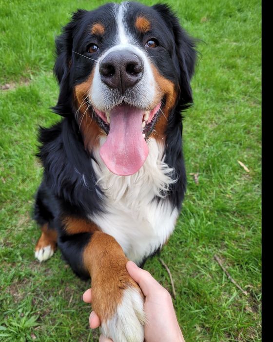 Psi behawiorysta I trener - ŁASK I ŁÓDŹ