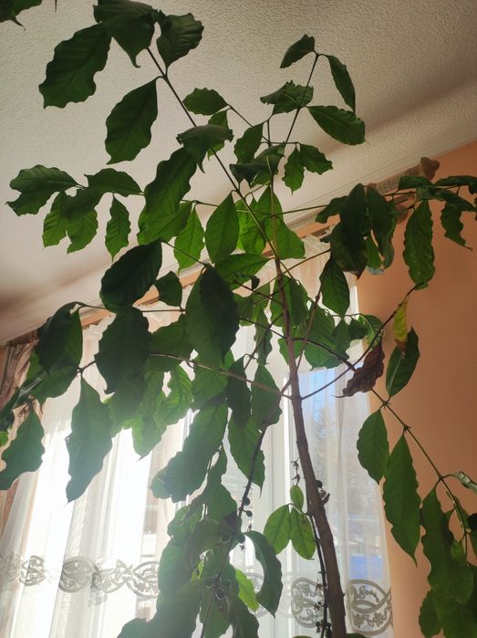 Кавове дерево - вазонком