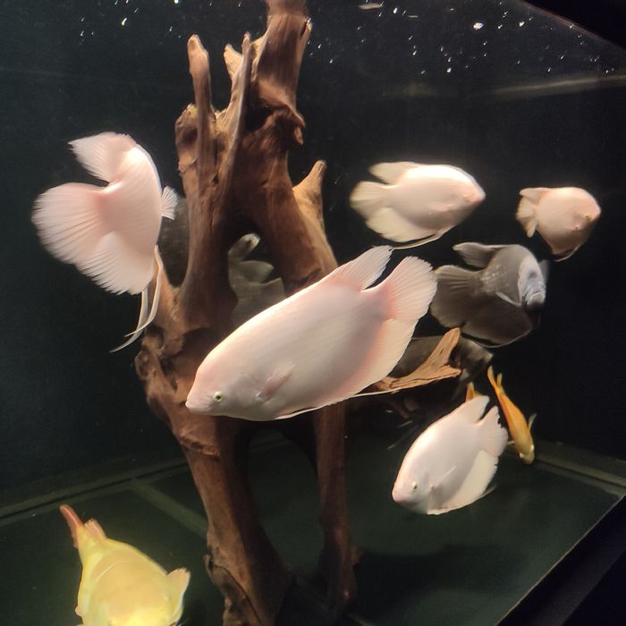 GURAMI Olbrzymie albino gold